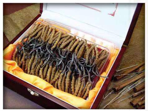 阿拉尔农场冬虫夏草回收